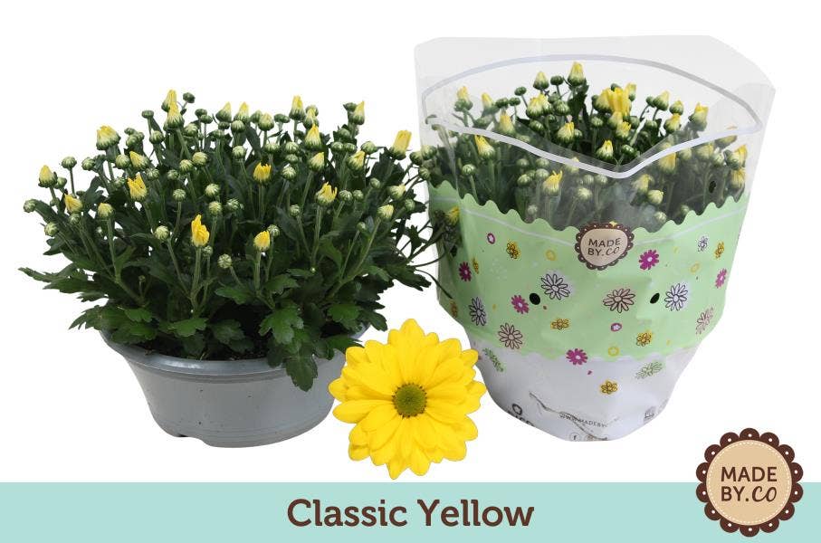 Chrysanthemum Yellow (per layer)