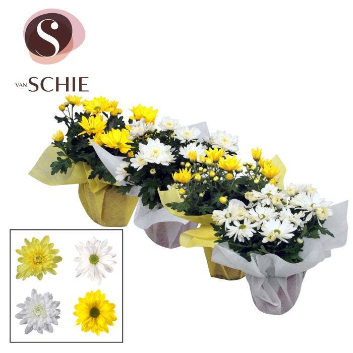 Chrysanthemum Yellow/White in Wrap