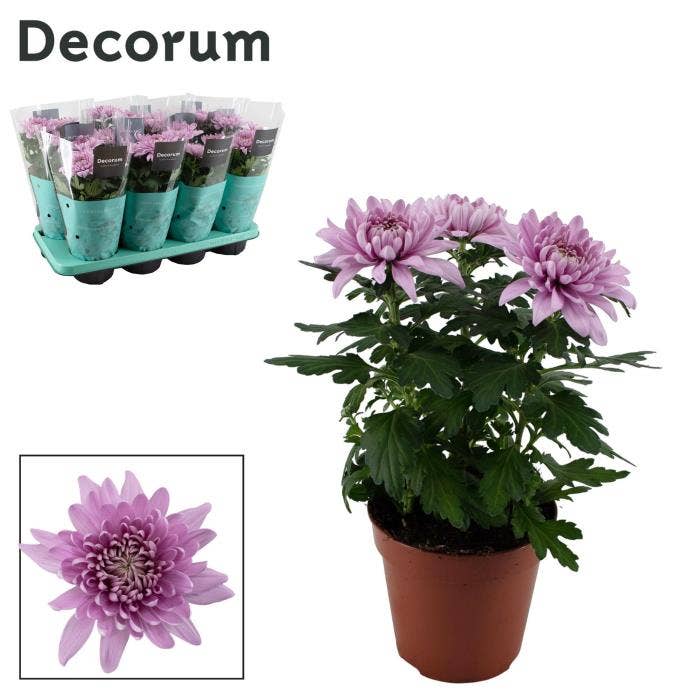 Chrysanthemum Zembla Next Pink