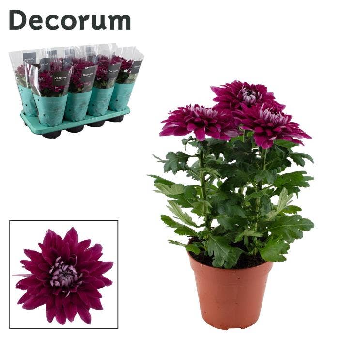 Chrysanthemum Zembla Next Purple