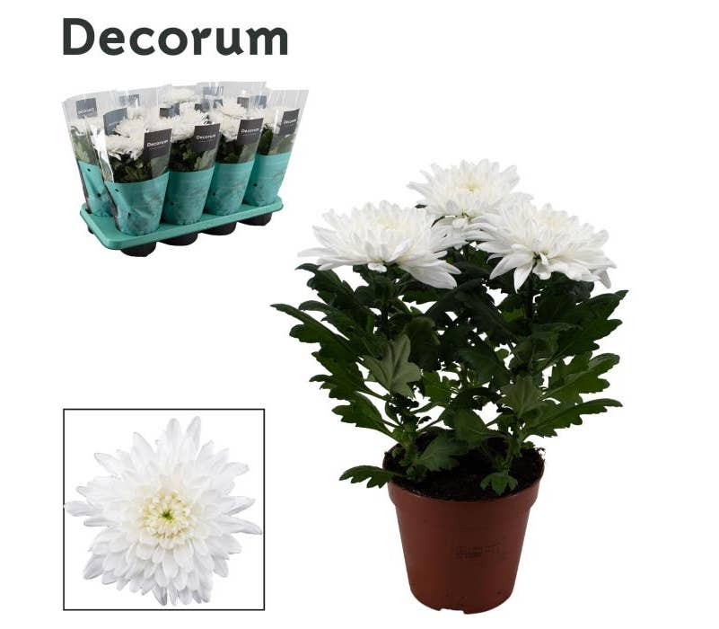 Chrysanthemum Zembla Next White