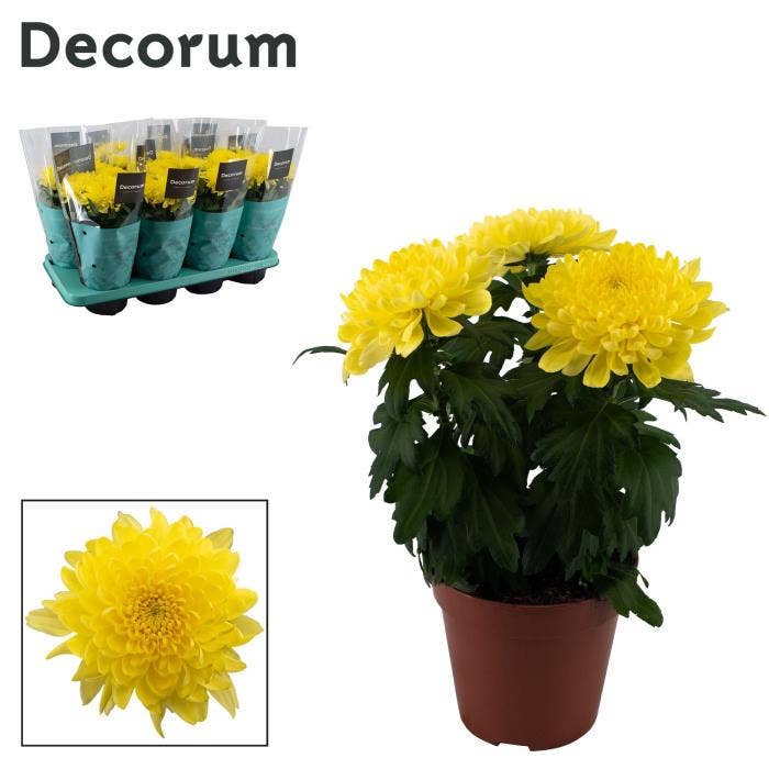 Chrysanthemum Zembla Next Yellow