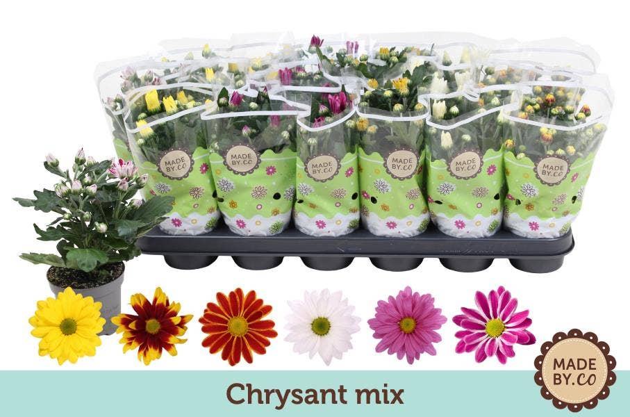 Chrysanthumum Clasic