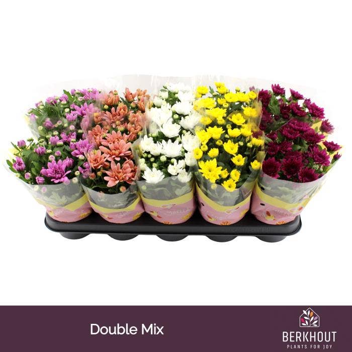 Chrysanthumum Double