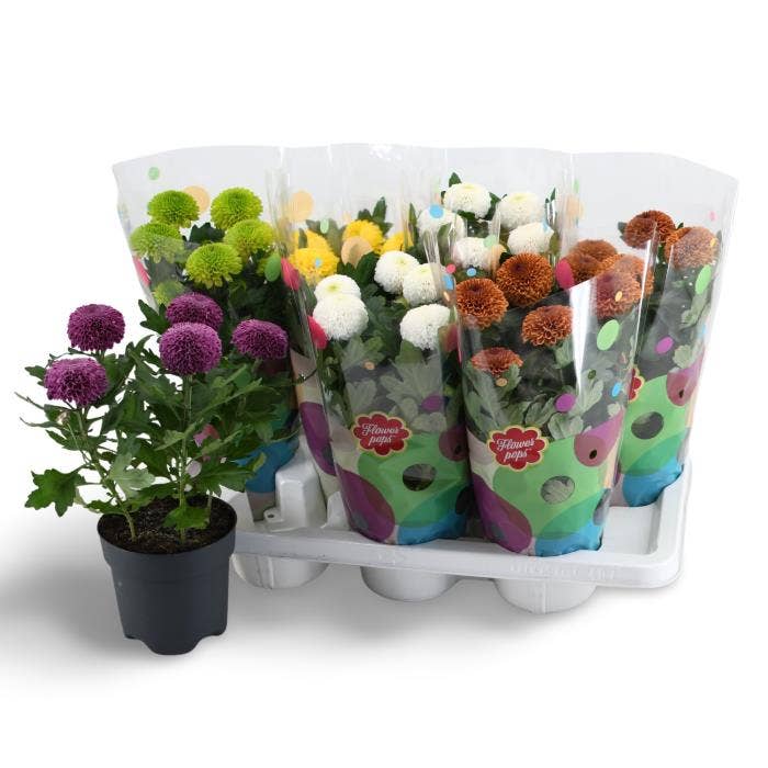 Chrysanthumum Flowerpops Mono