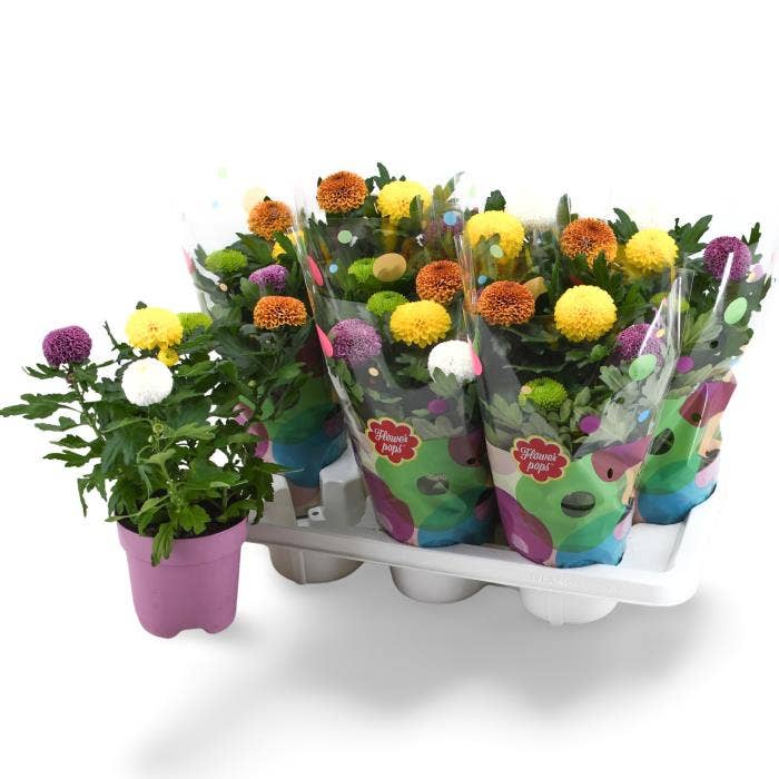 Chrysanthumum Flowerpops