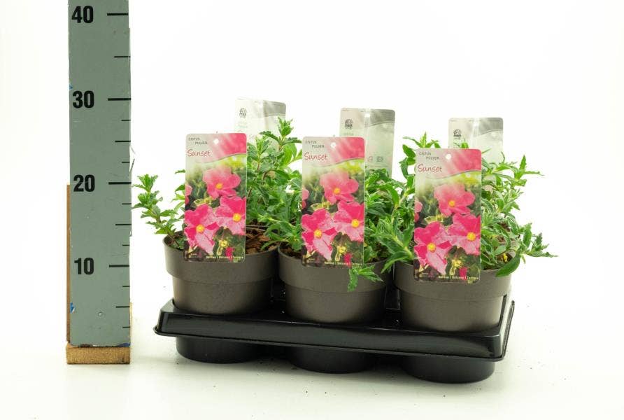 Cistus pul. 'Sunset'