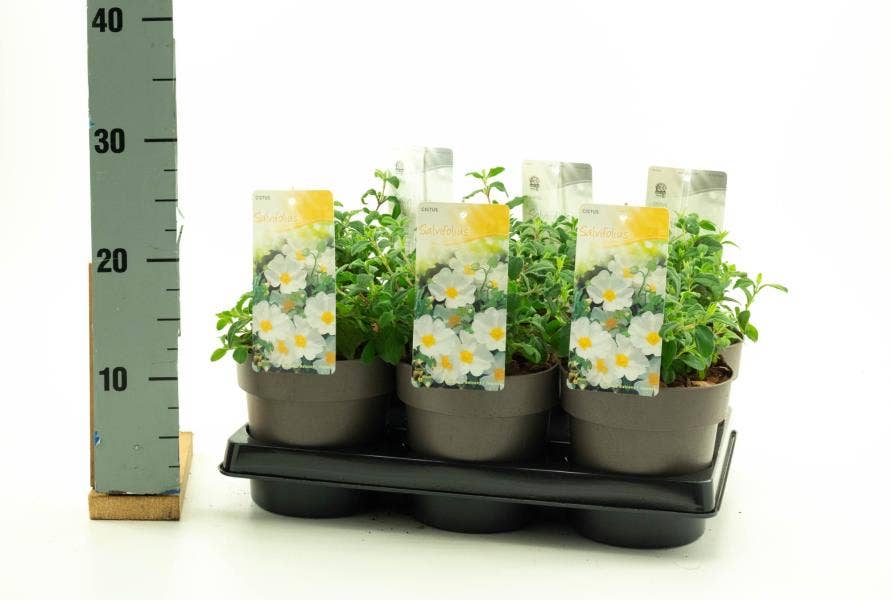 Cistus 'Salviifolius'