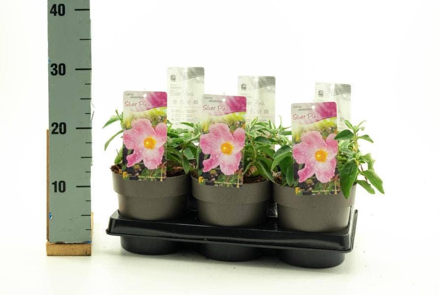 Cistus 'Silver Pink'