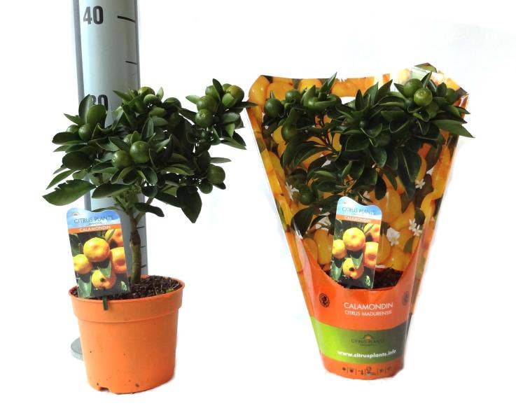 Citrus Calamondin in carry-bag