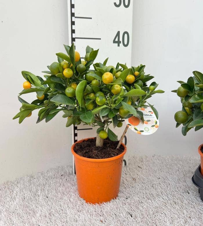 Citrus Calamondin