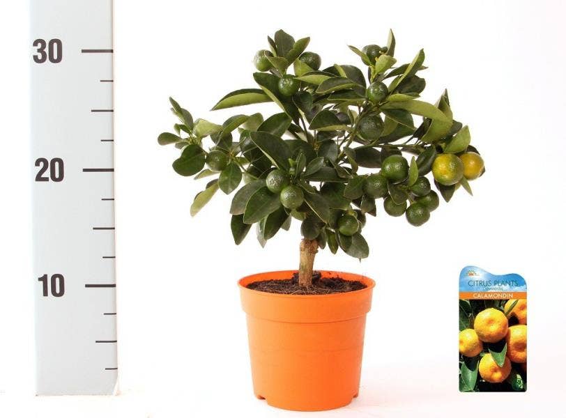 Citrus Calamondin