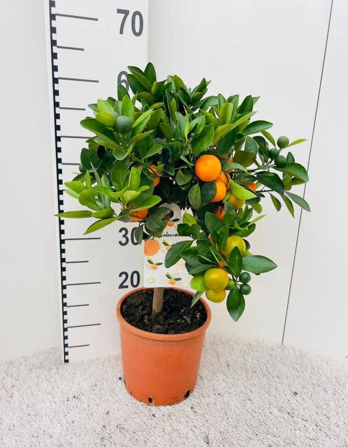 Citrus Calamondin