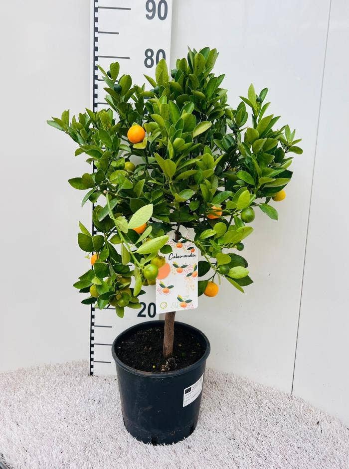 Citrus Calamondin