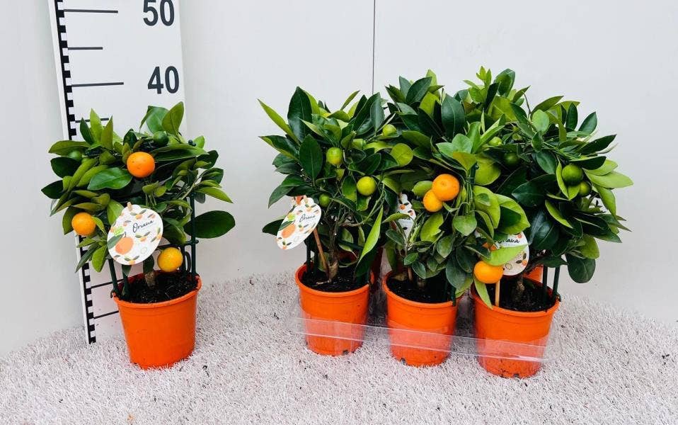 Citrus Calamondin