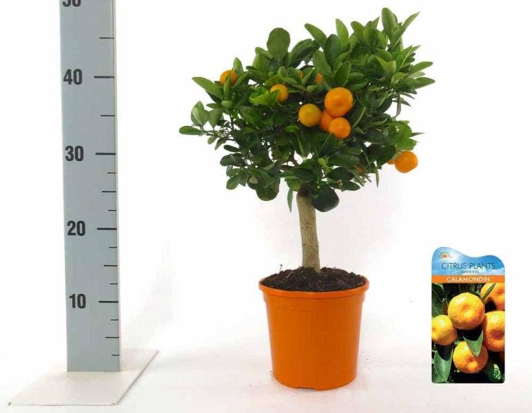 Citrus Calamondin