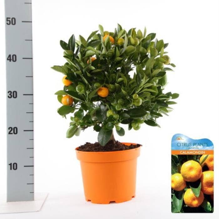 Citrus Calamondin