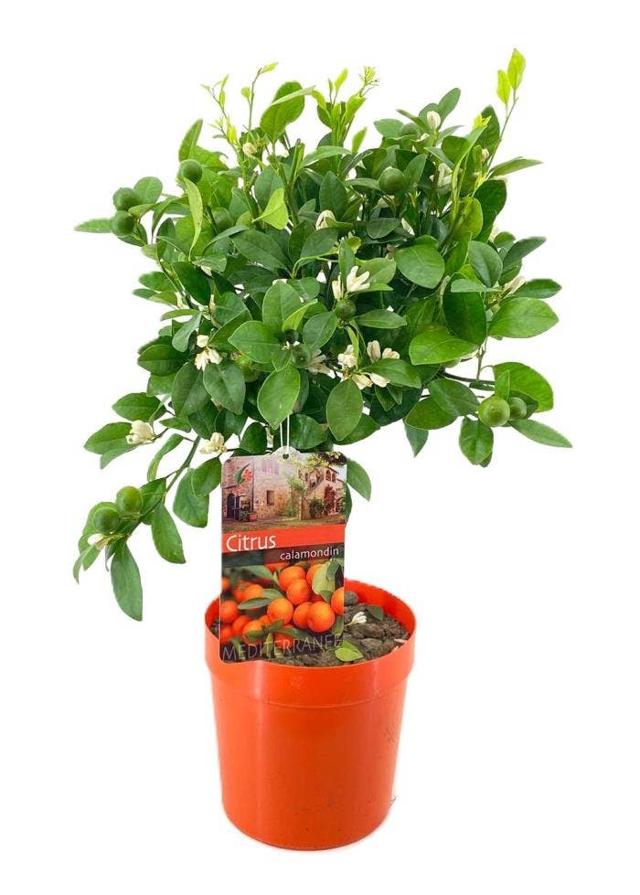 Citrus calamondin