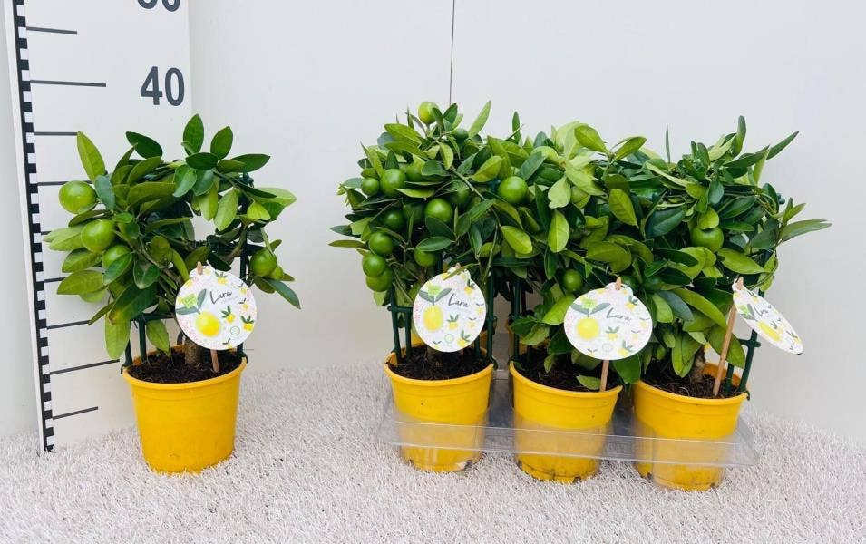 Citrus eustis Limonella