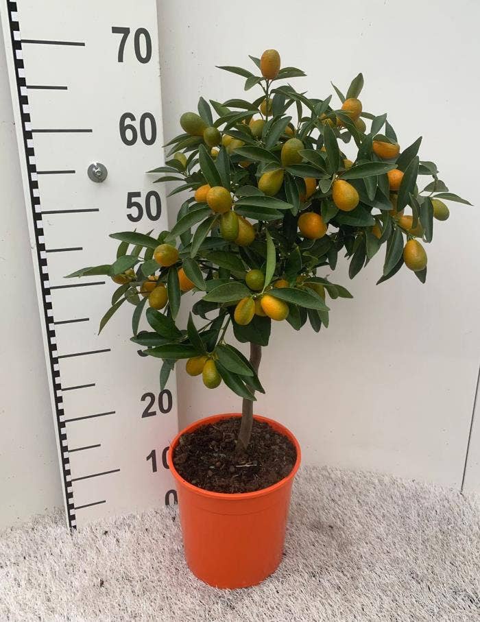 Citrus Kumquat