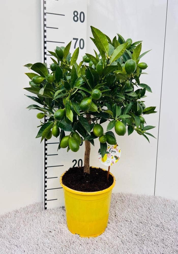 Citrus Limequat Juicy-Limon