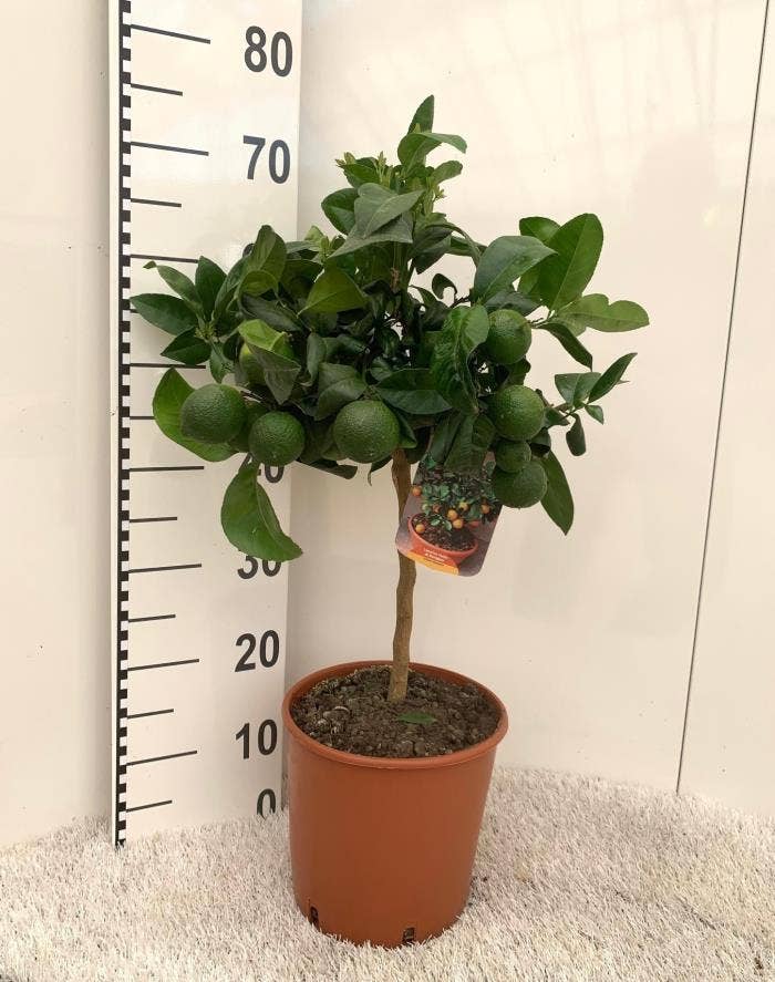 Citrus limetta Lime-Rosso