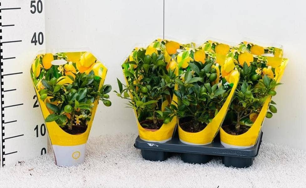 Citrus Limonella in carry-bag