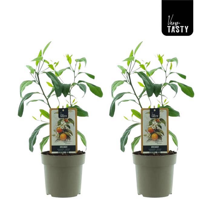 Citrus sinensis 'Orangin'