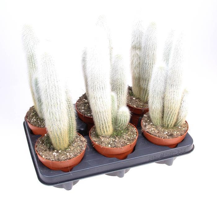 Cleistocactus strausii