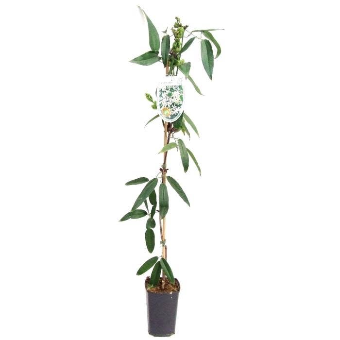 Clematis arm. 'Snowdrift'