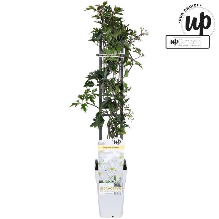 Clematis 'Avalanche Our Choice'