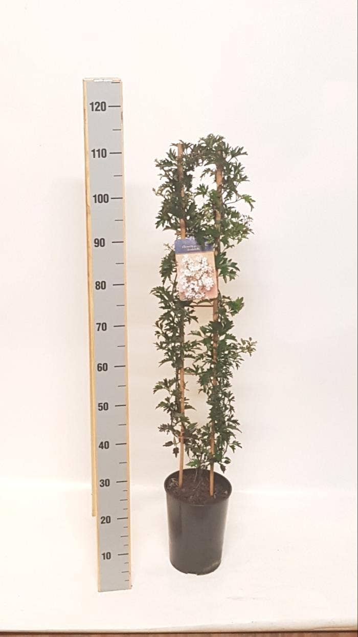 Clematis 'Avalanche'