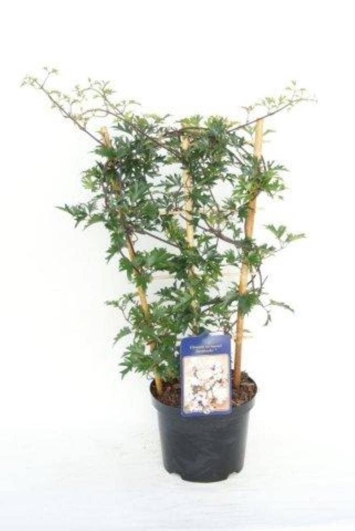 Clematis 'Avalanche'