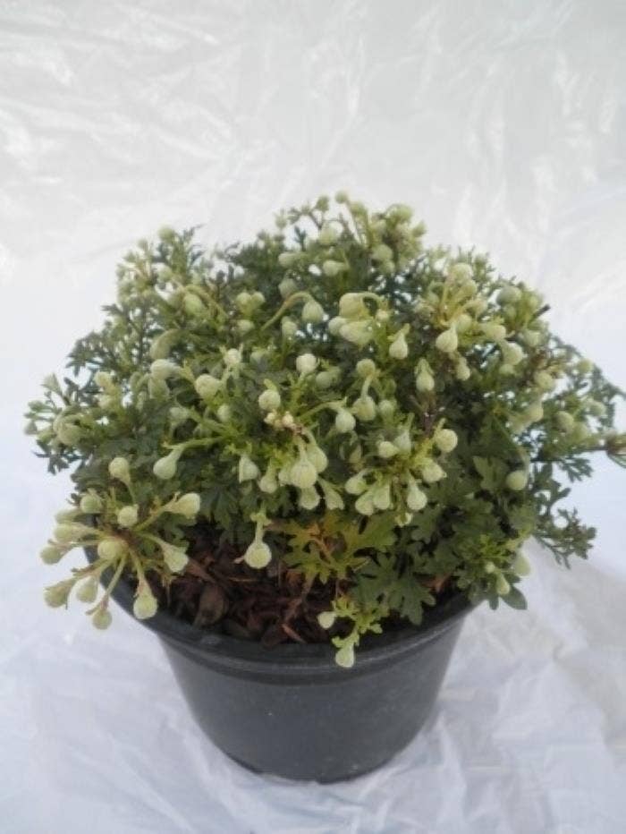 Clematis Emerald Dream