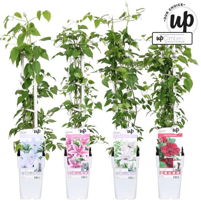 Clematis Evison Our Choice