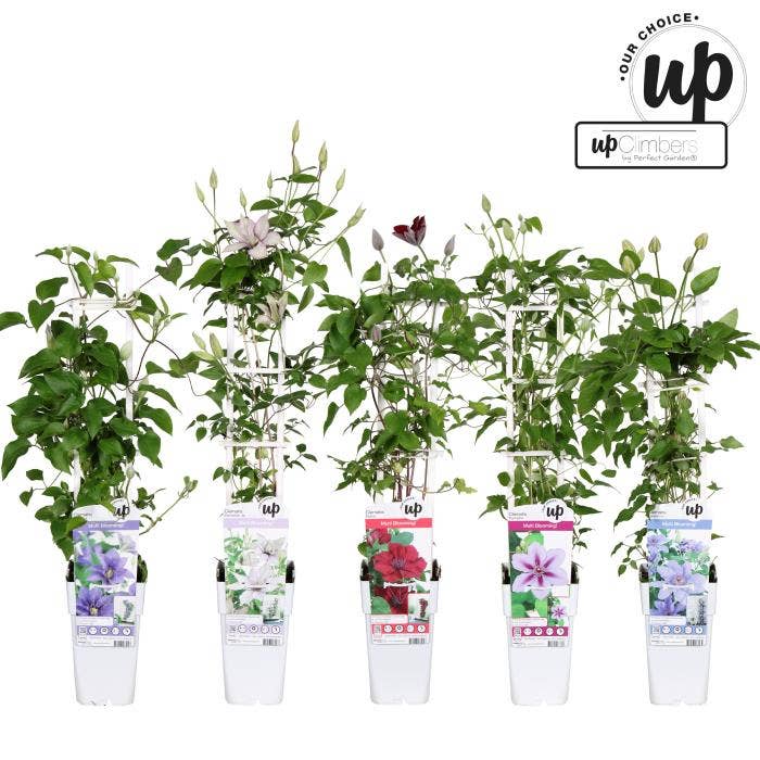 Clematis Evison Our Choice