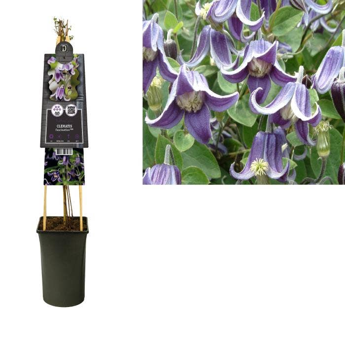 Clematis 'Fascination'