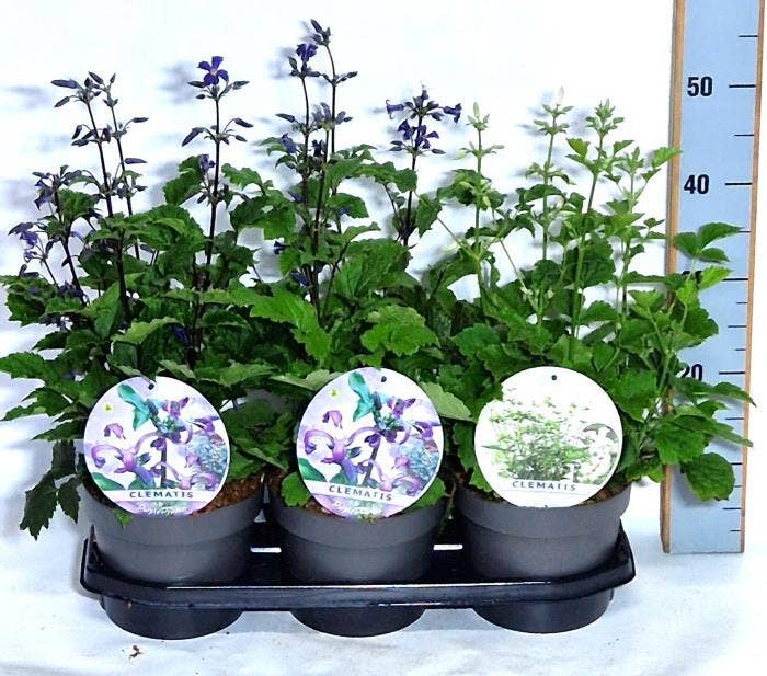 Clematis her. 'Purple Princess'