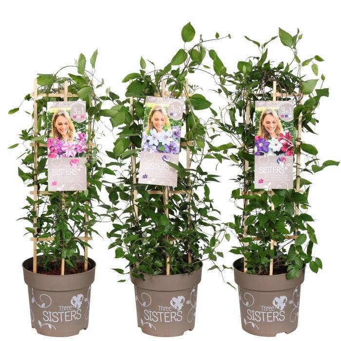 Clematis hybriden Three Sisters