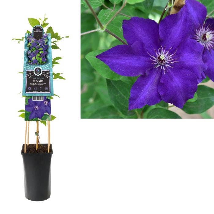 Clematis Wonderful Perfume 