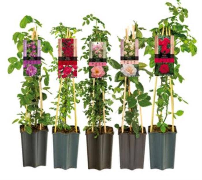 Climbing Roses