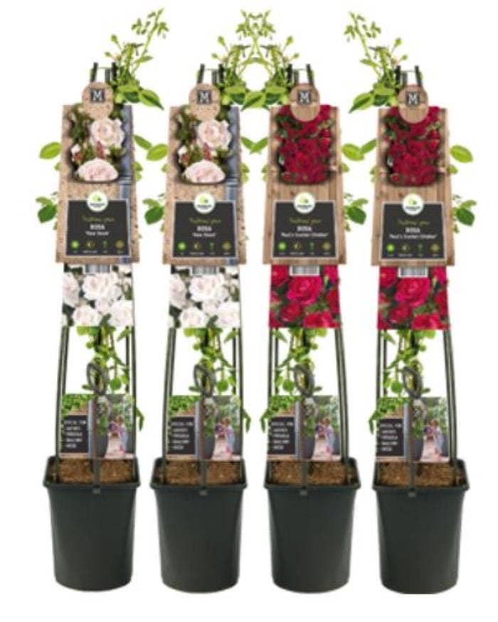 Climbing Roses