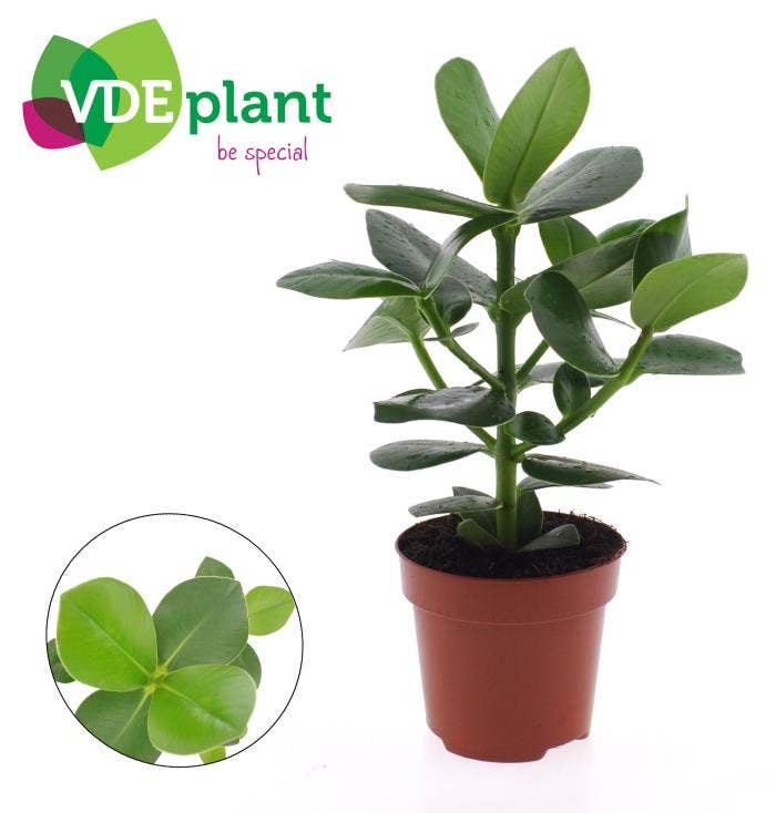 Clusia Princess in Intenz Kraft