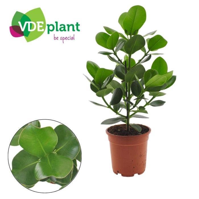 Clusia ros. Princess