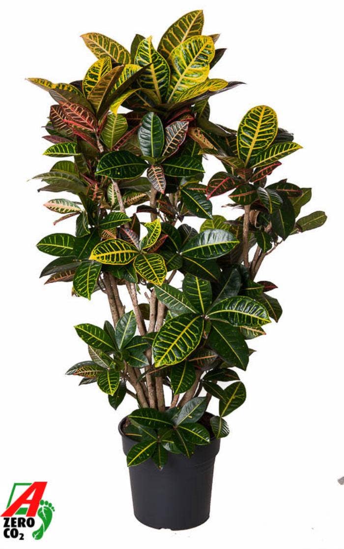 Codiaeum Petra vertakt P31