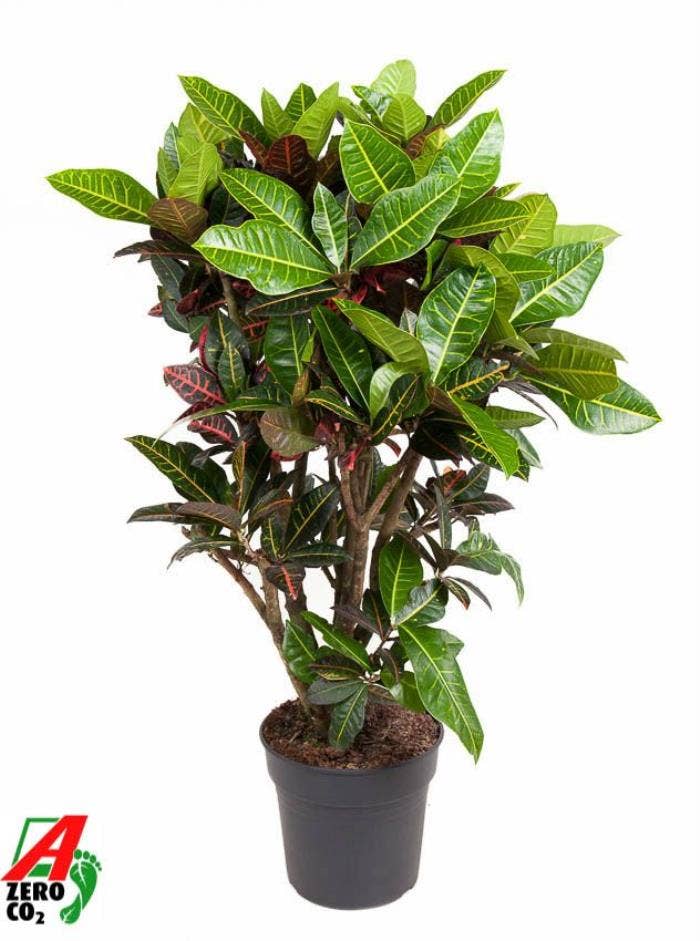 Codiaeum Petra vertakt P31-140