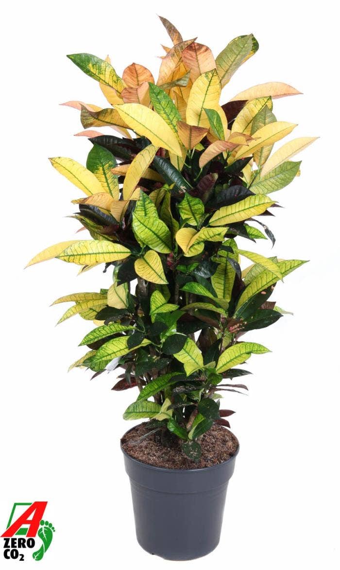 Codiaeum var. Mrs. Iceton 