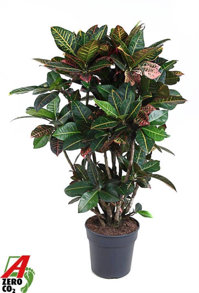 Codiaeum var. Petra