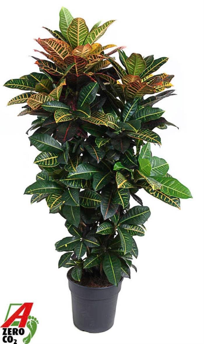 Codiaeum var. Petra