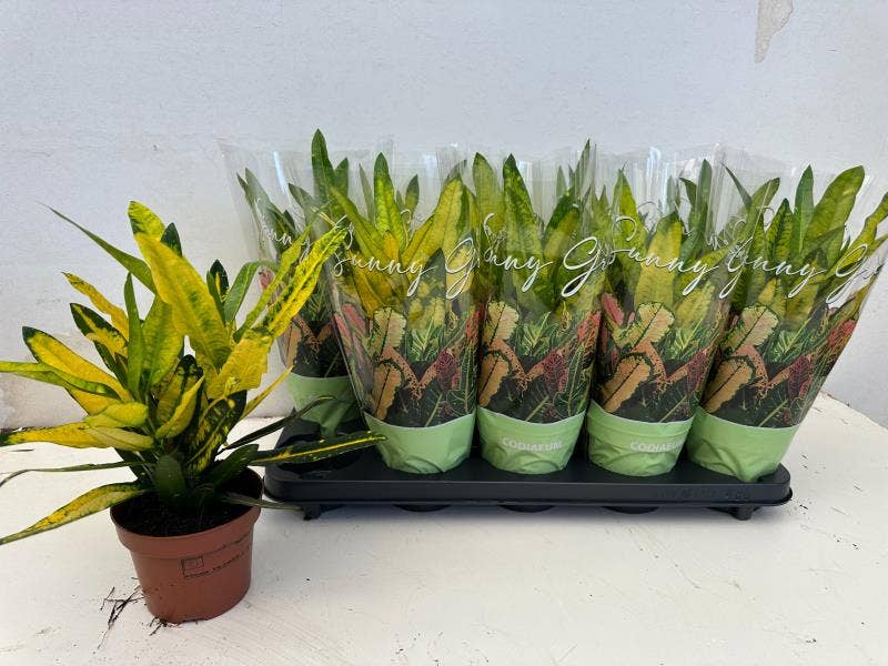 Codiaeum var. Sunny star